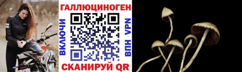 наркотики  Валдай  Псилоцибиновые грибы Psilocybe 